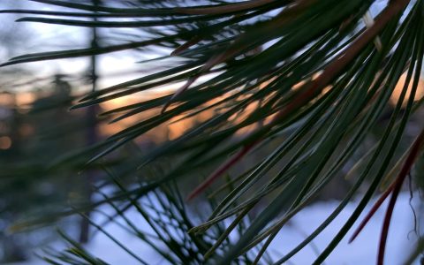 Epines paysage neuroscience HP