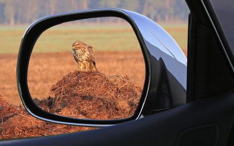 Développement Naturel Liens neurosciences